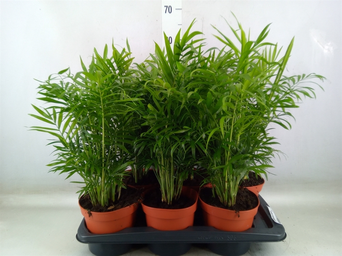<h4>Chamaedorea elegans</h4>