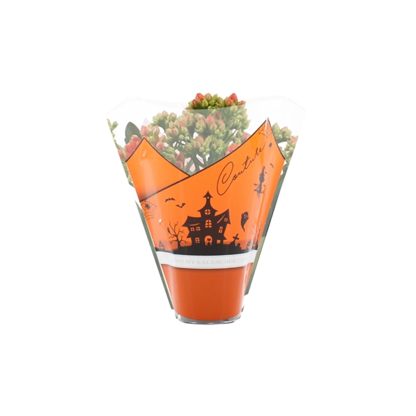 <h4>Kalanchoë Perfecta Orange in Couture Halloween sleeve</h4>