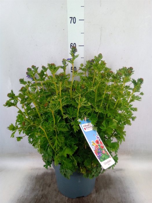 <h4>Corydalis solida</h4>
