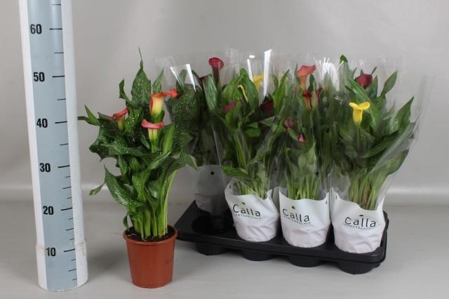 <h4>ZANT GEM 4 KL</h4>