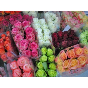 Rosa ec mix in box