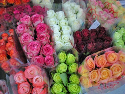 <h4>Rosa ec mix in box</h4>