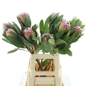 Protea Susara
