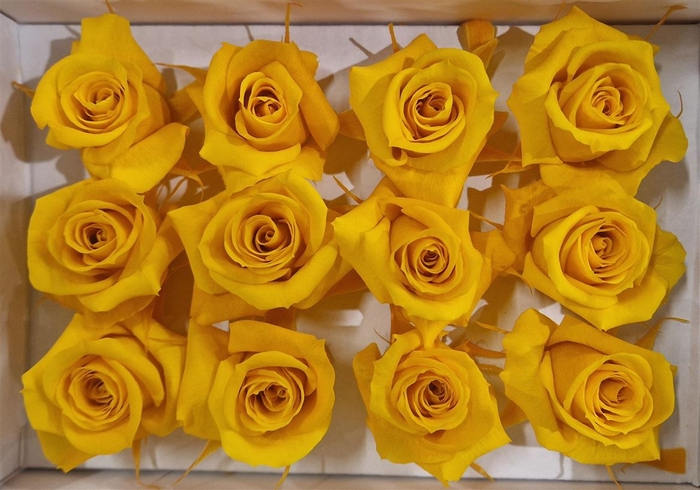 Ro Pres Mini Yellow Gold