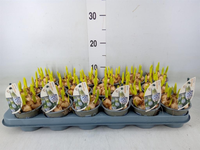 <h4>Muscari  'Manon'</h4>