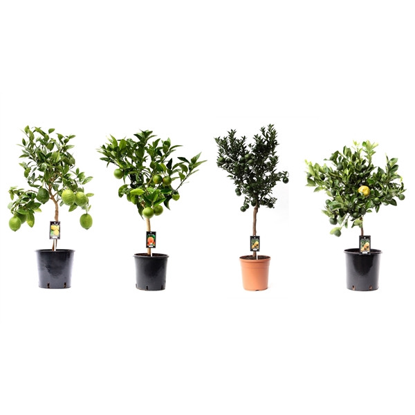 <h4>Citrofortunella Microcarpa mix variété de 5</h4>