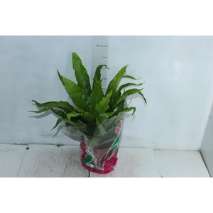 ASPLENIUM OSAKA VARIADO P19