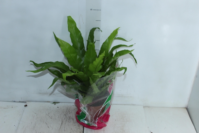 <h4>ASPLENIUM OSAKA VARIADO P19</h4>