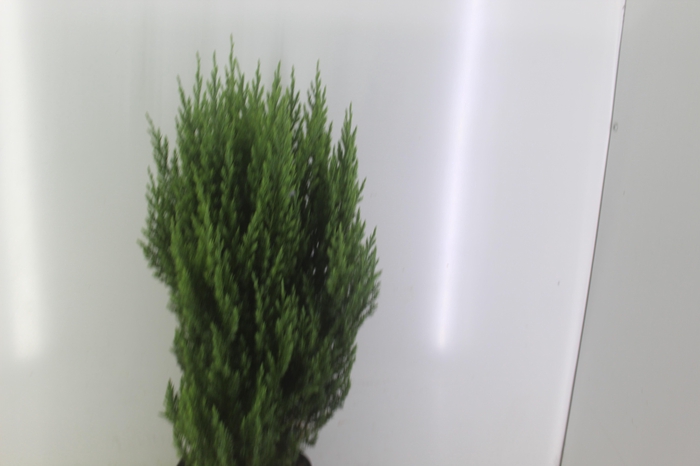 <h4>TUIA STRICKITA P20</h4>