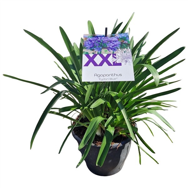 <h4>Agapanthus blauw pot 27 Eydori grootbl. knop in gewas</h4>
