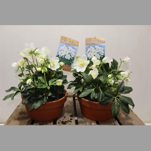 Hell Ni Hgc Jasper In Terra Cotta