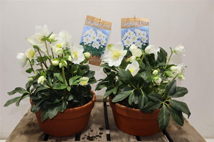 <h4>Hell Ni Hgc Jasper In Terra Cotta</h4>