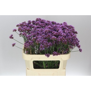 Verbena Ov