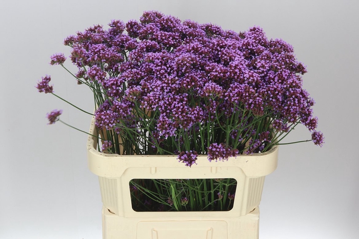 <h4>Verbena Ov</h4>