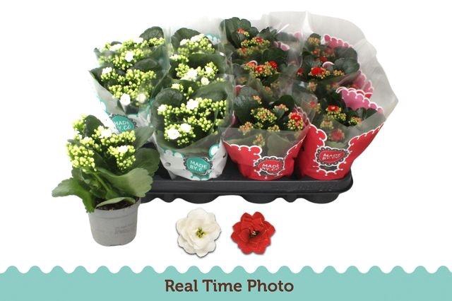 <h4>KALAN CALAN XMAS MIX P9</h4>