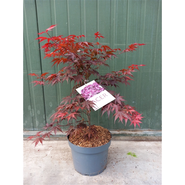 <h4>Acer palmatum Bloodgood</h4>