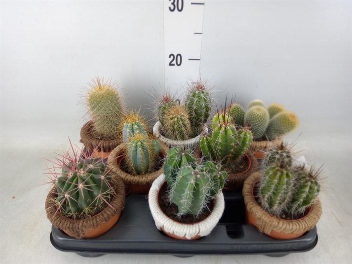 <h4>Cactus   ...</h4>