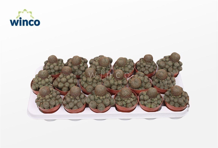 <h4>Rebutia Condorensis</h4>