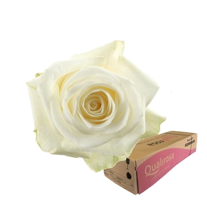 R Gr Countdown -in box