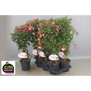 FUCHSIA OV
