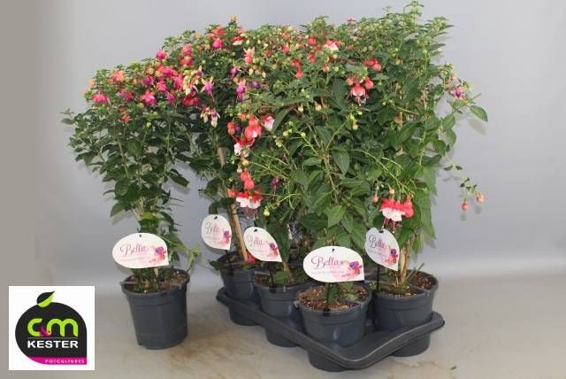 <h4>FUCHSIA OV</h4>
