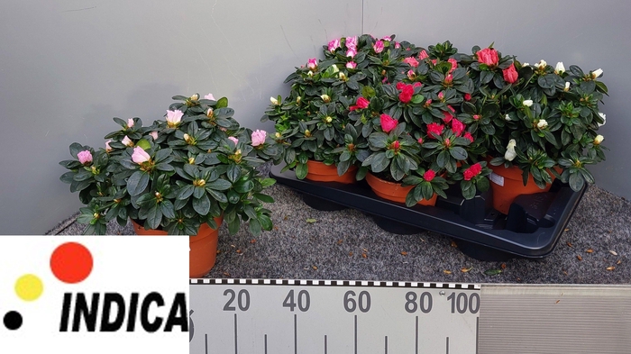 Rhodo Si V Gem 5 Srt