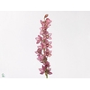 Cymbidium Mini Boudi X8 Leekade