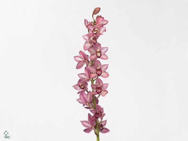 Cymbidium Mini Boudi X15 Leekade