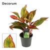Aglaonema Red Fire