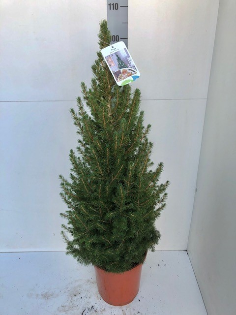 <h4>PICEA GL CONICA</h4>