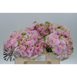 Hydrangea verena