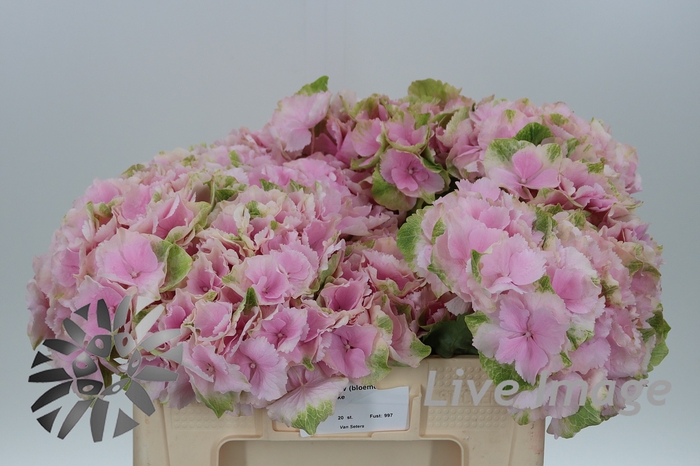 <h4>Hydrangea verena</h4>