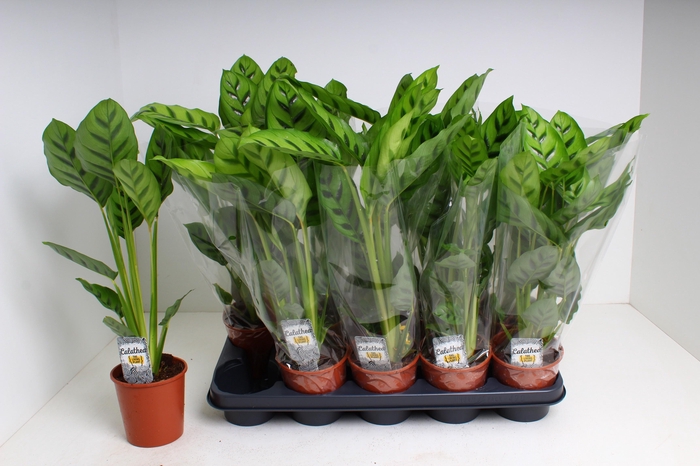 <h4>CALAT LEOPARDINA</h4>