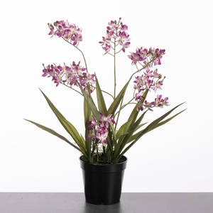 AF Cymb Mini x3 pot 50cm Purpl