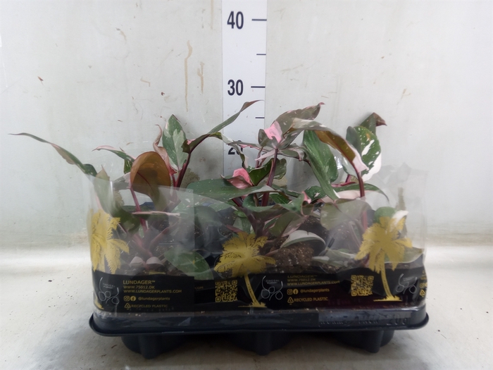 <h4>Philodendron   ...</h4>