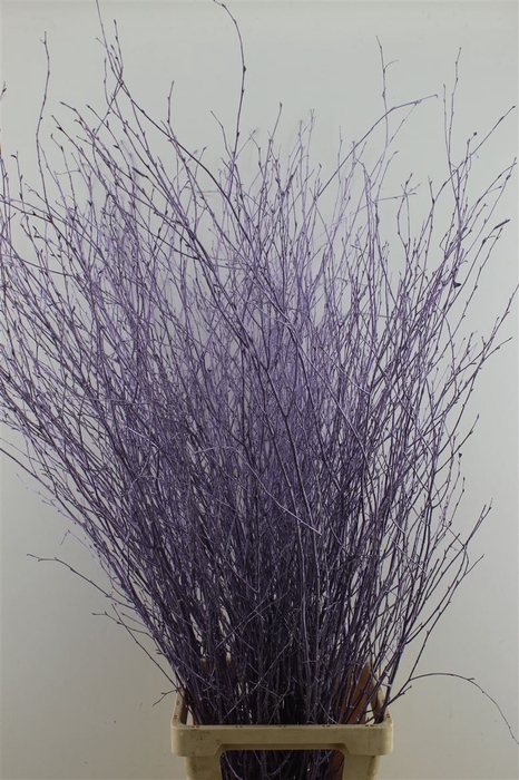 <h4>Berk Purple Metallic 120cm</h4>