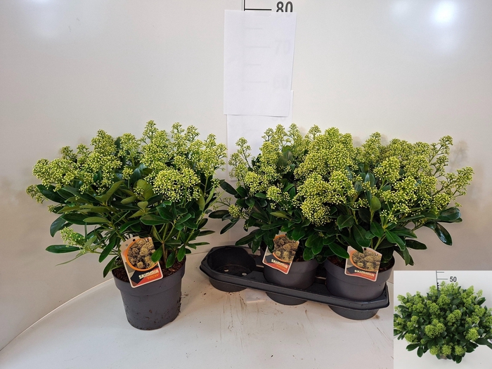 <h4>SKIM J FINCHY</h4>