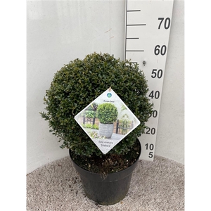 Ilex crenata Stokes 40 cm bol P30