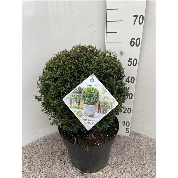 <h4>Ilex crenata Stokes 40 cm bol P30</h4>