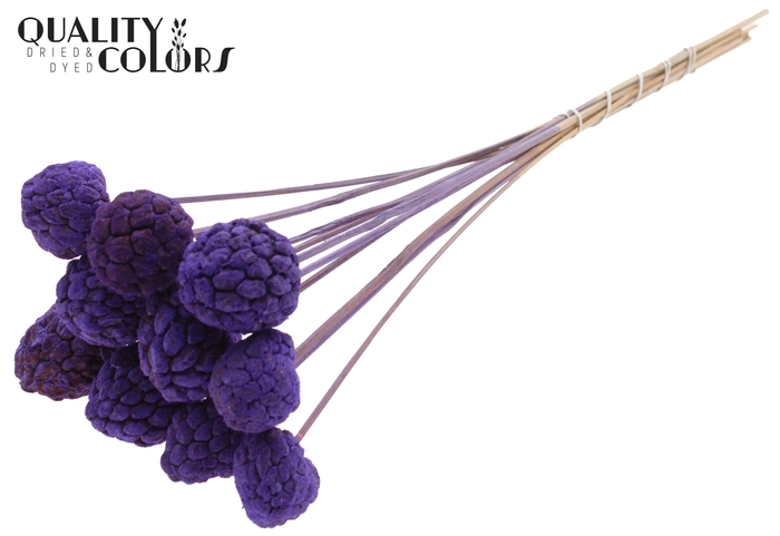 Atta Fruit on stem Bleached Purple