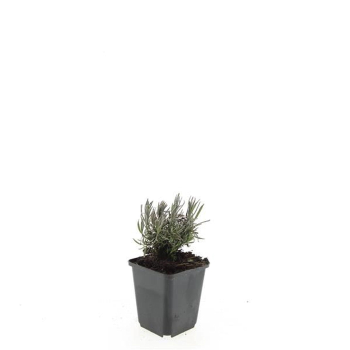 Lavandula angustifolia Rosea