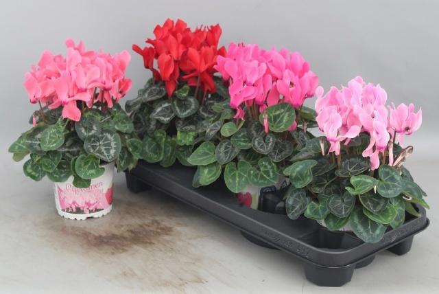 <h4>CYCL GR SUP XL</h4>