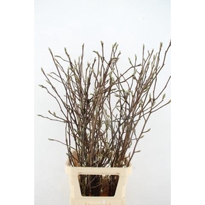 MAGNOLIA SOULANGEANA 120CM