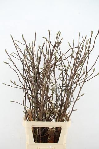 <h4>MAGNOLIA SOULANGEANA 120CM</h4>