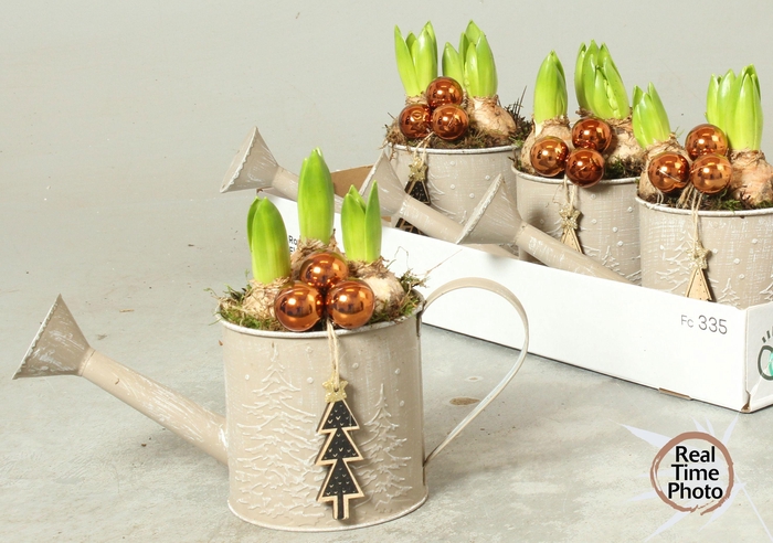 <h4>ARR HYACINTH</h4>