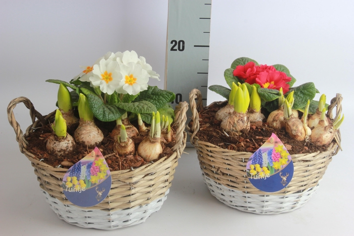 <h4>ARR BOL KNOLGEWAS</h4>