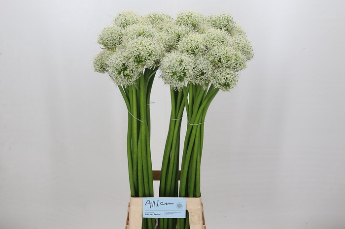 <h4>Allium White Giant</h4>