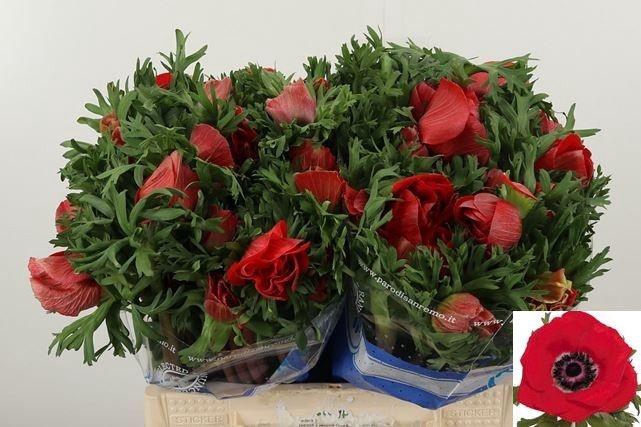 <h4>ANEM CO MIS + RED</h4>