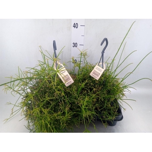 Rhipsalis   ...