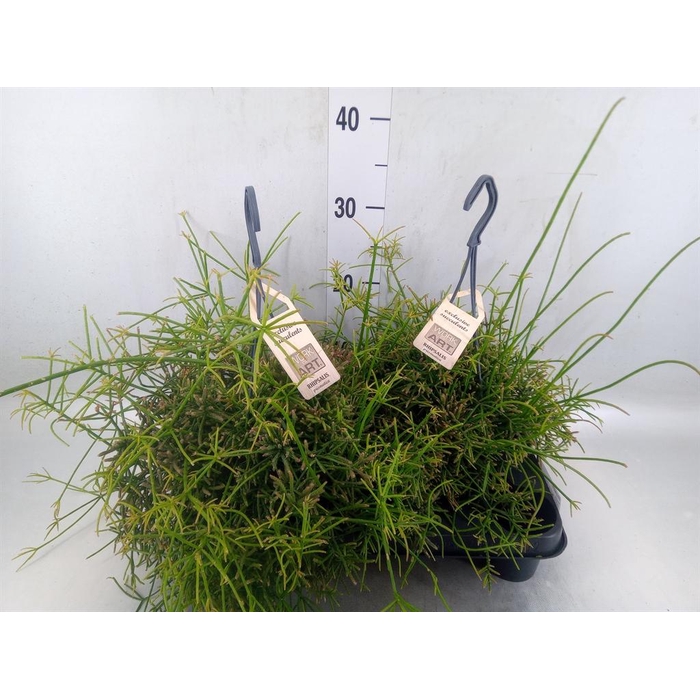 <h4>Rhipsalis   ...</h4>
